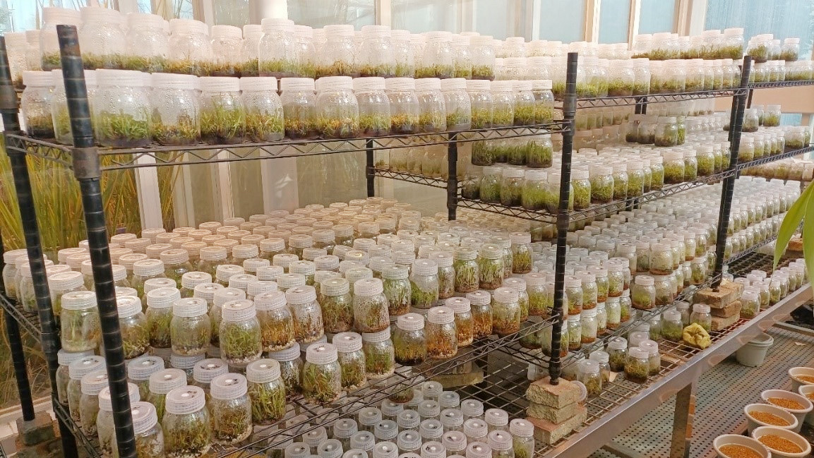 四川省新型饲用作物工程技术研究中心