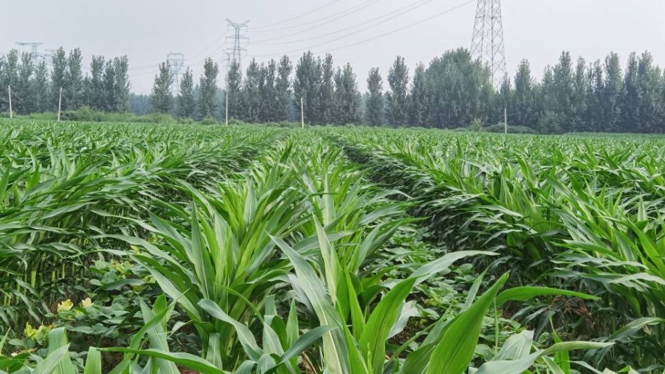 四川省作物带状复合种植工程技术研究中心