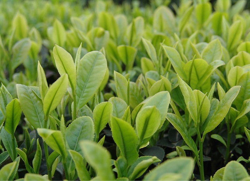 精制川茶四川省重点实验室
