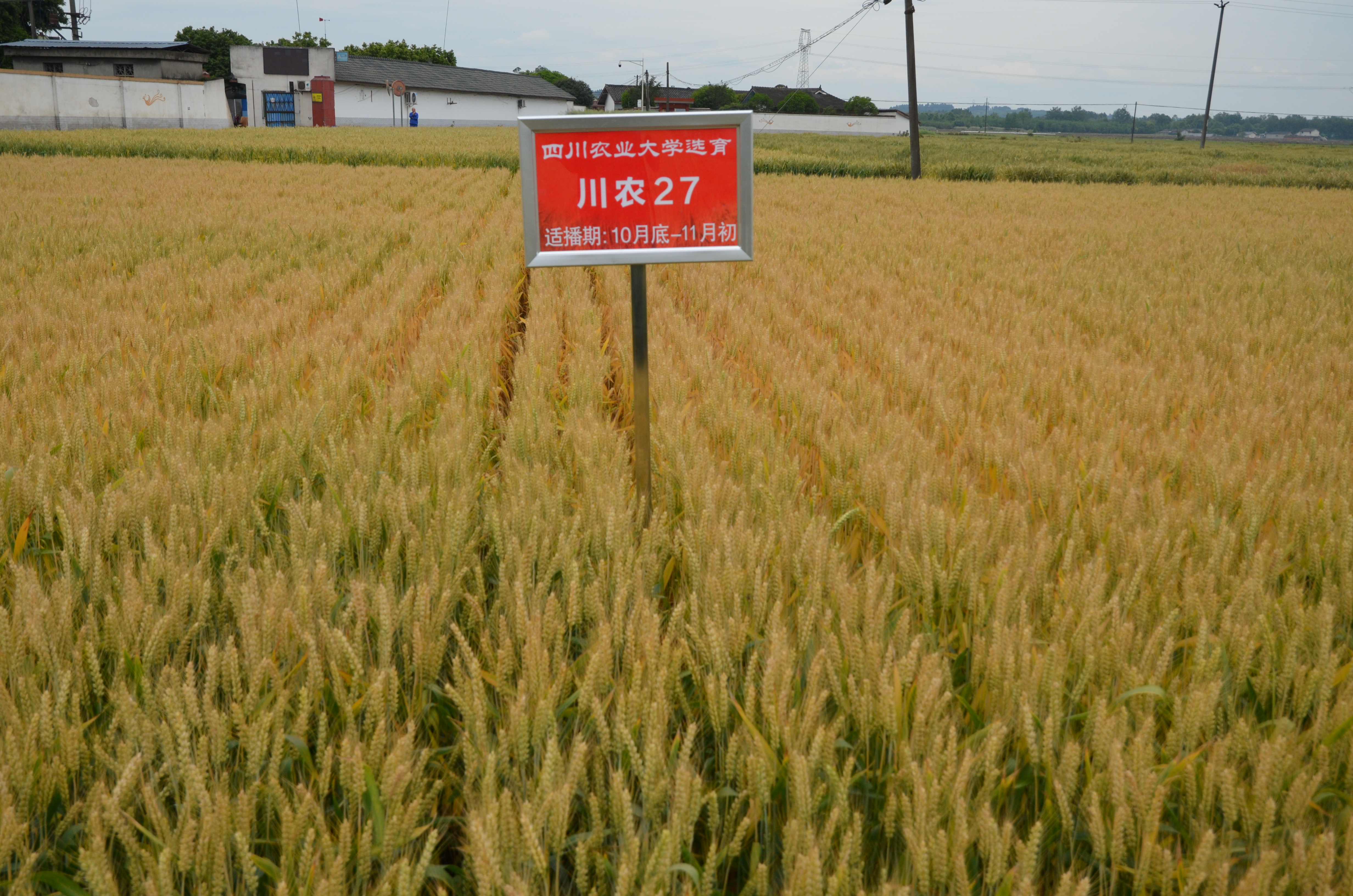 川农27号 川农27号