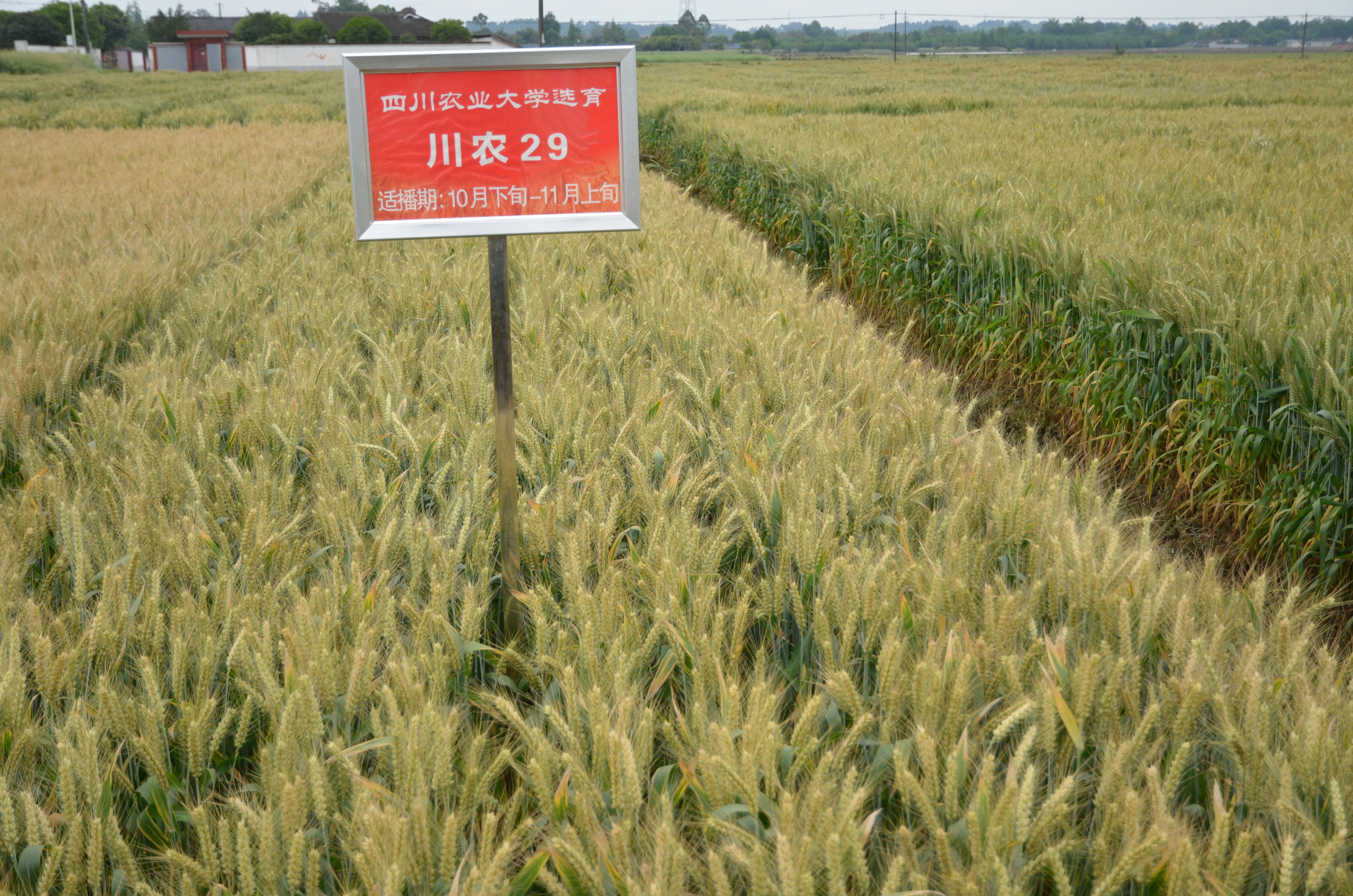 川农29号 川农29号