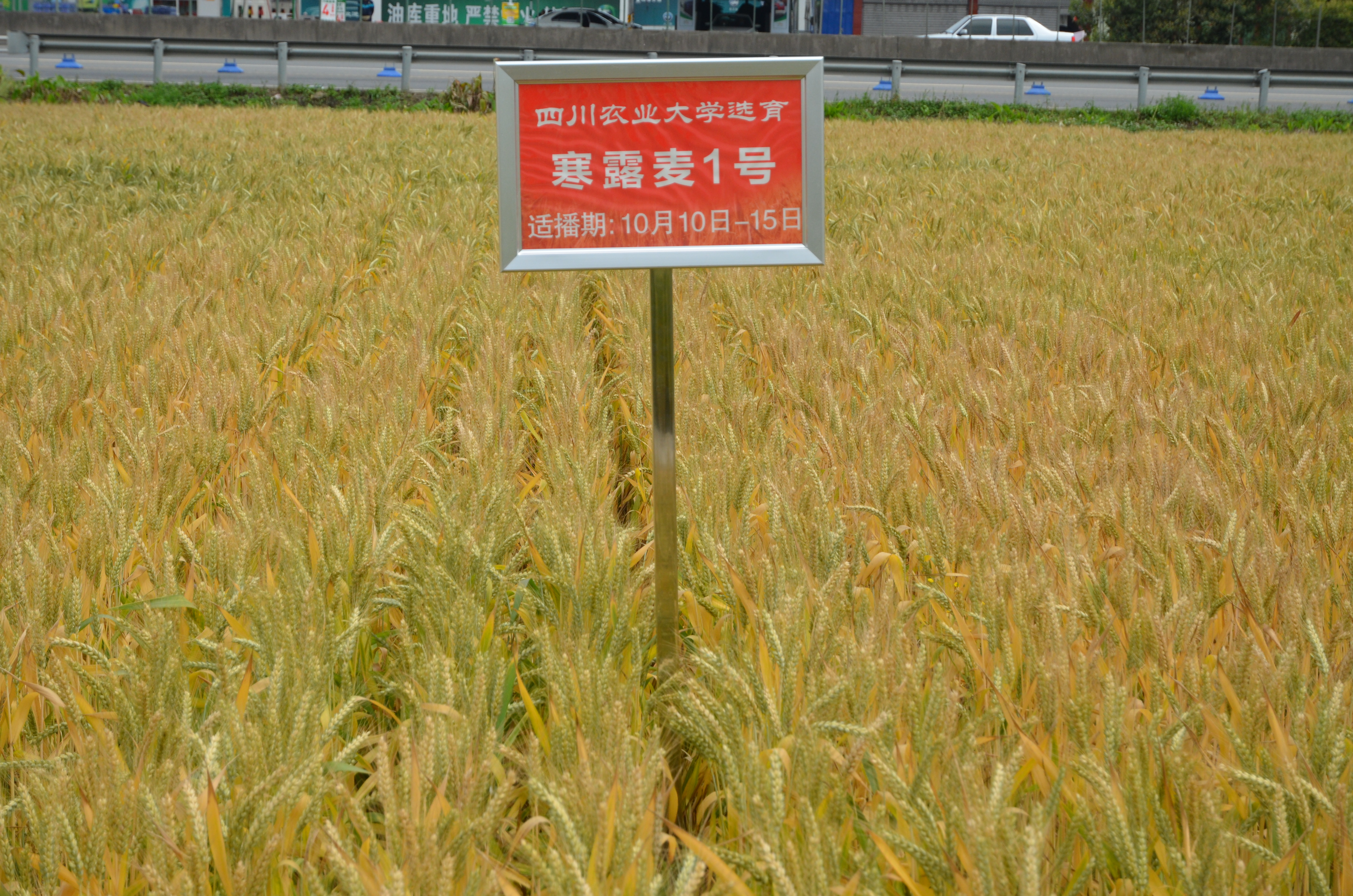 寒露麦1号 寒露麦1号