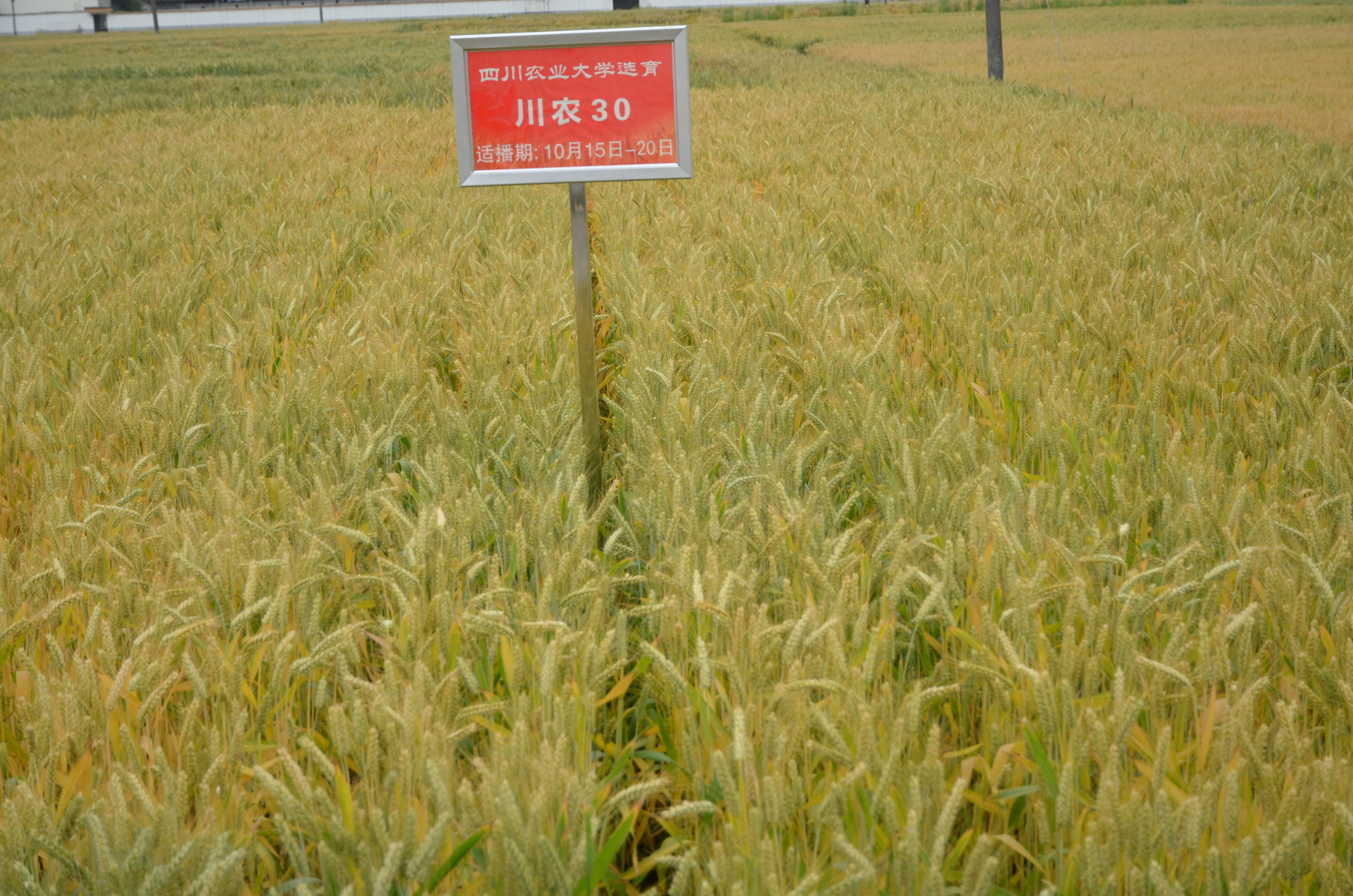 川农30号 川农30号