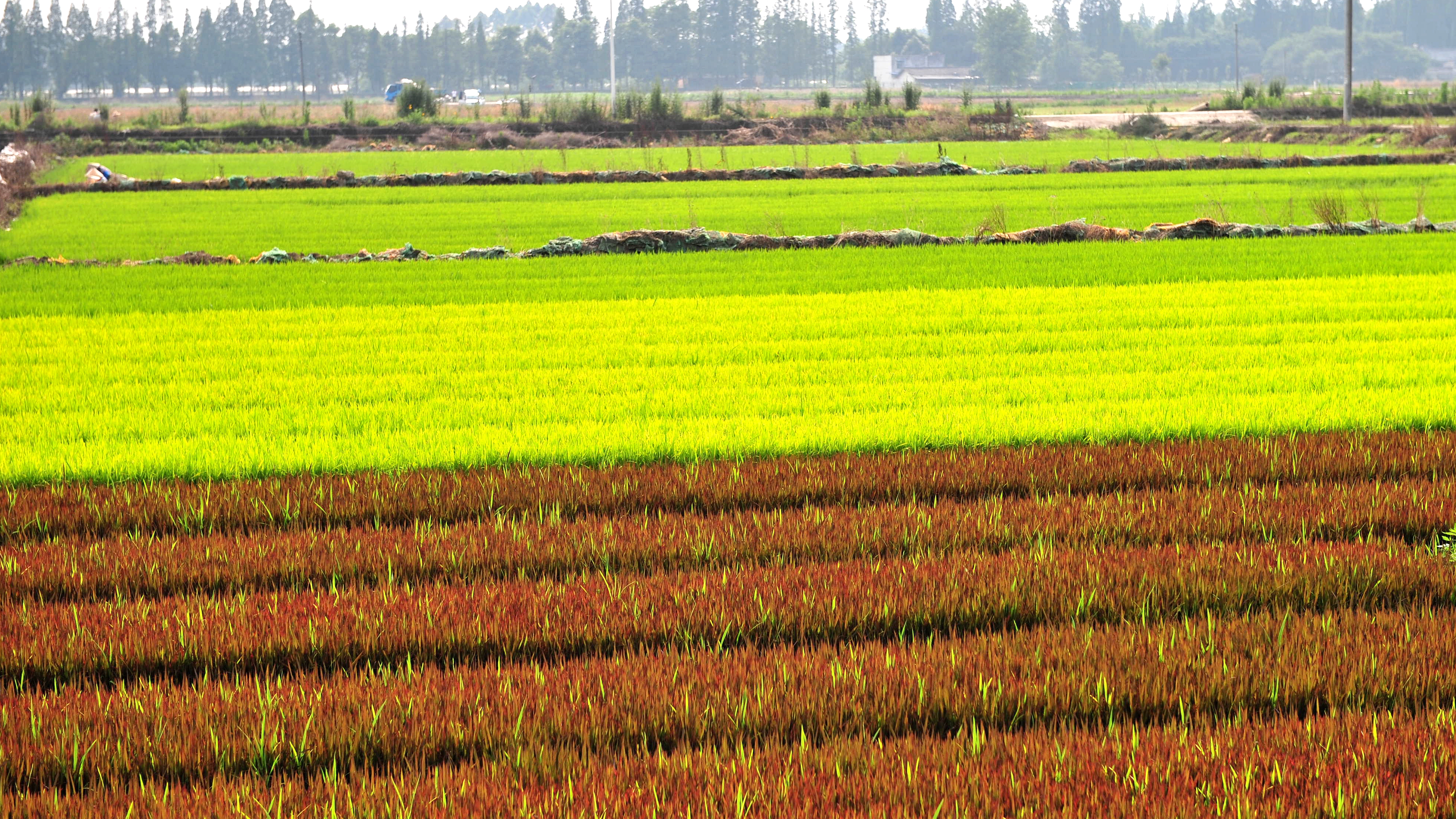 七彩秧苗 七彩秧苗