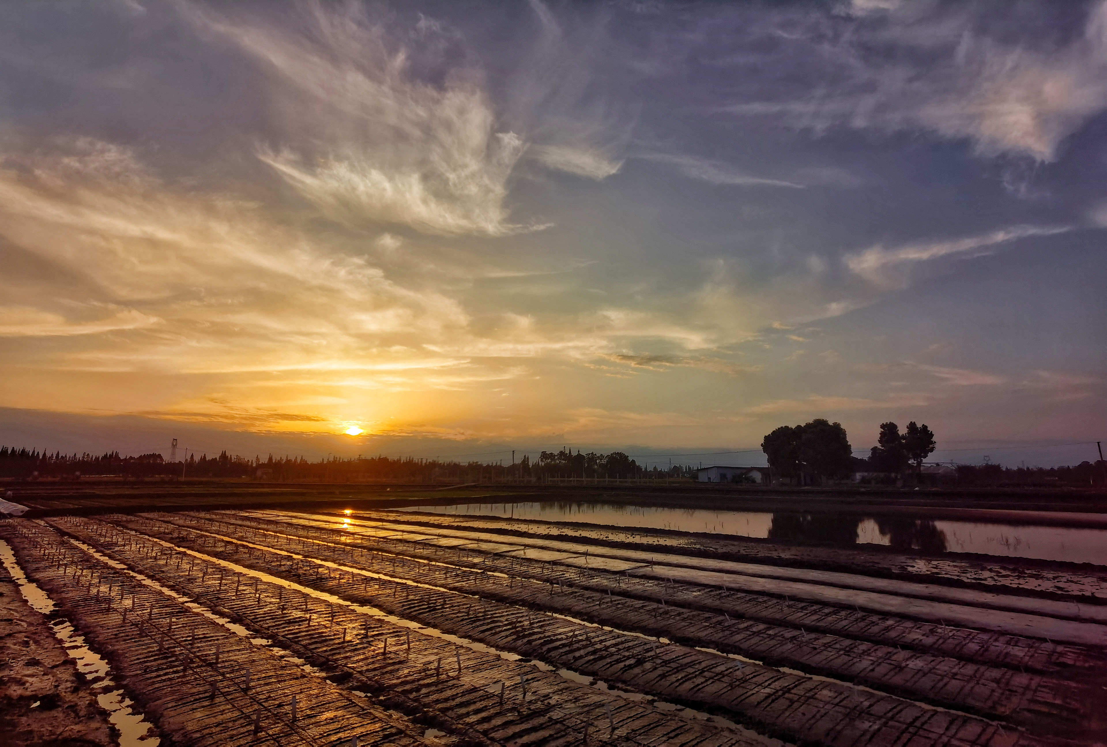 稻田夕照 稻田夕照