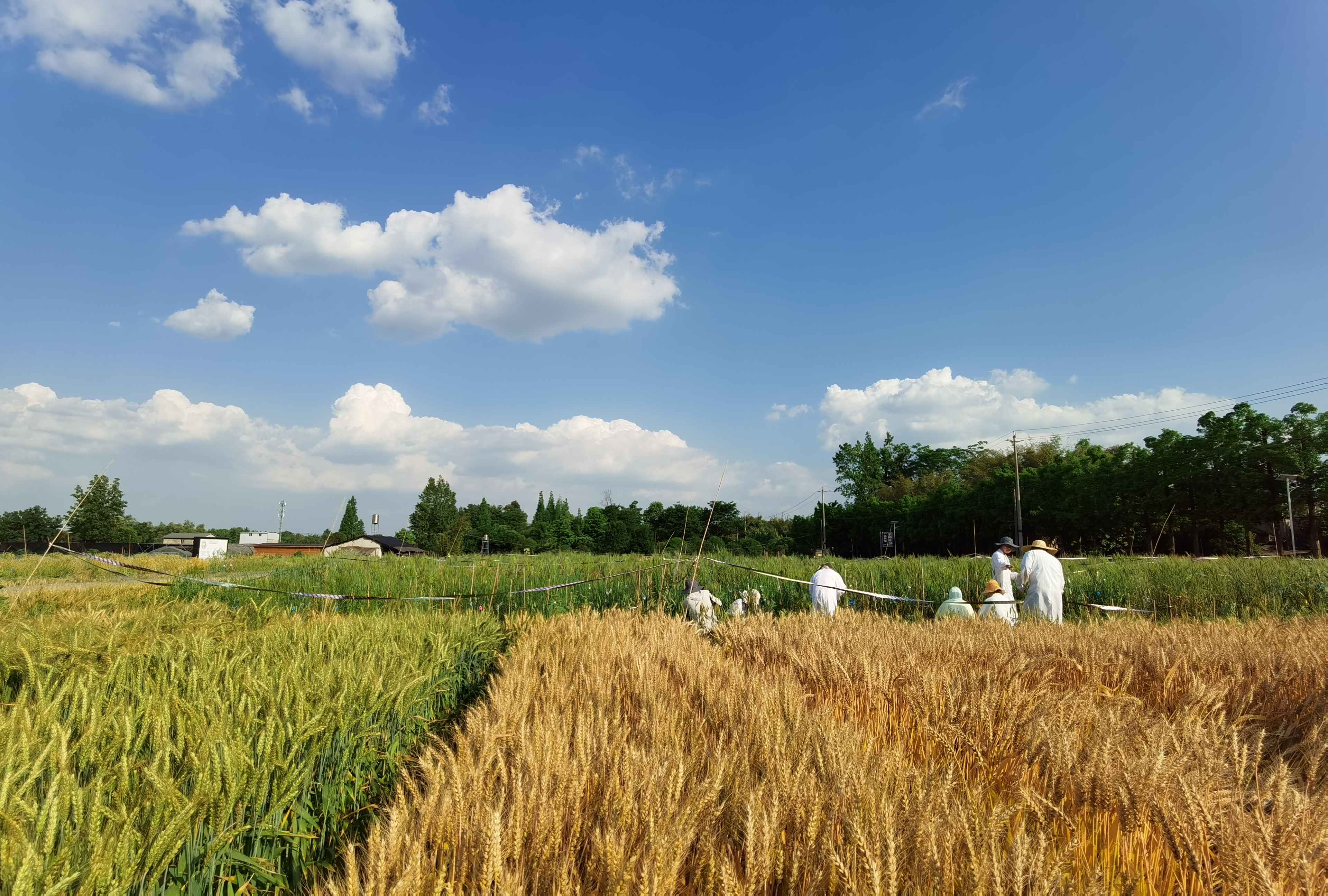 小麦授粉 小麦授粉