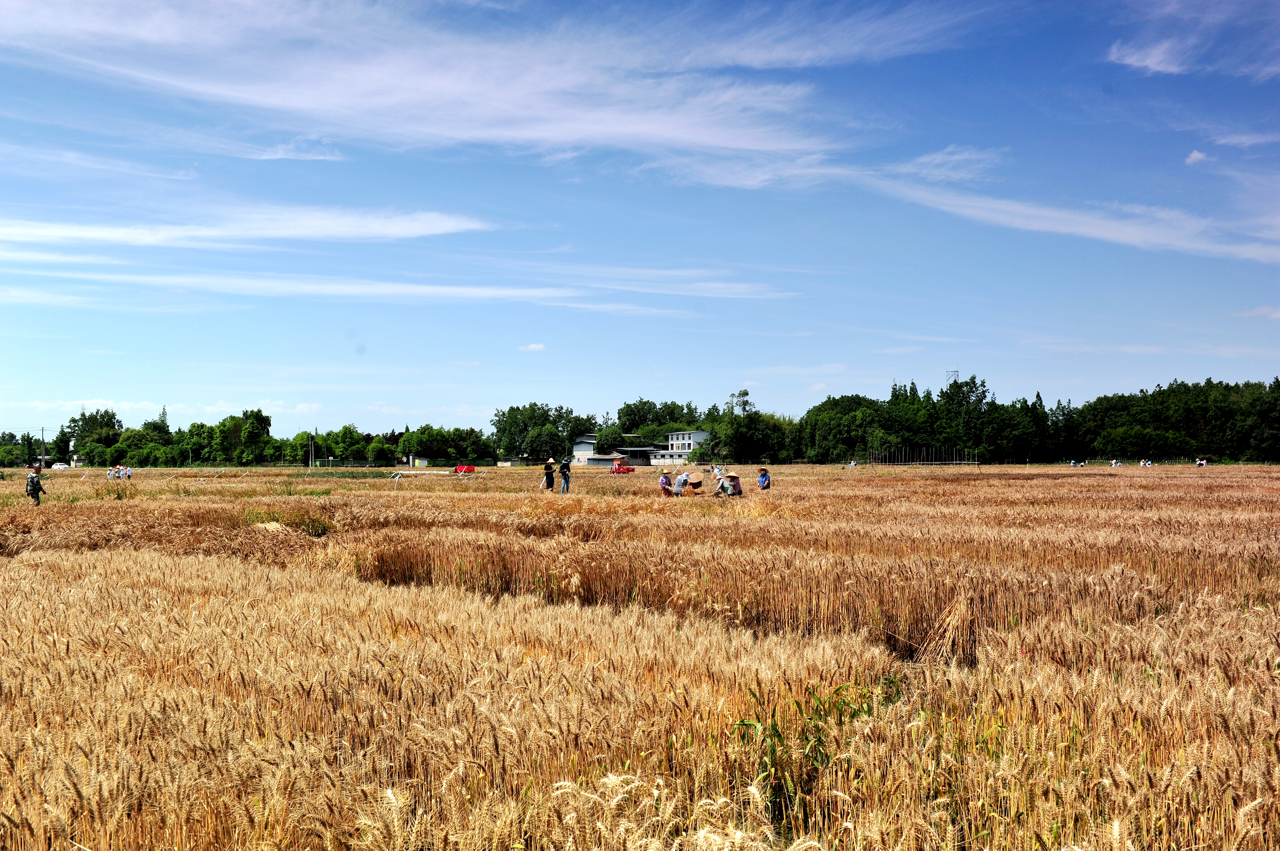 惠和基地丰收季节 惠和基地丰收季节