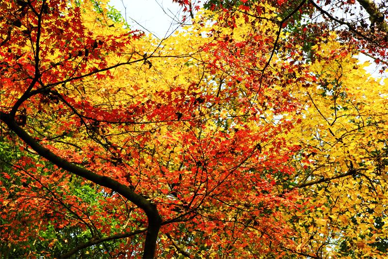 秋天的红叶 秋天的红叶