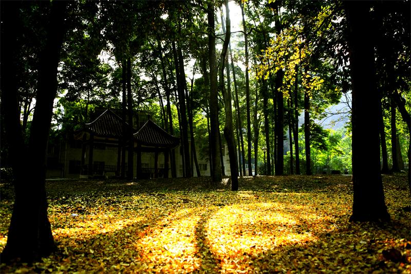 林场小道 林场小道