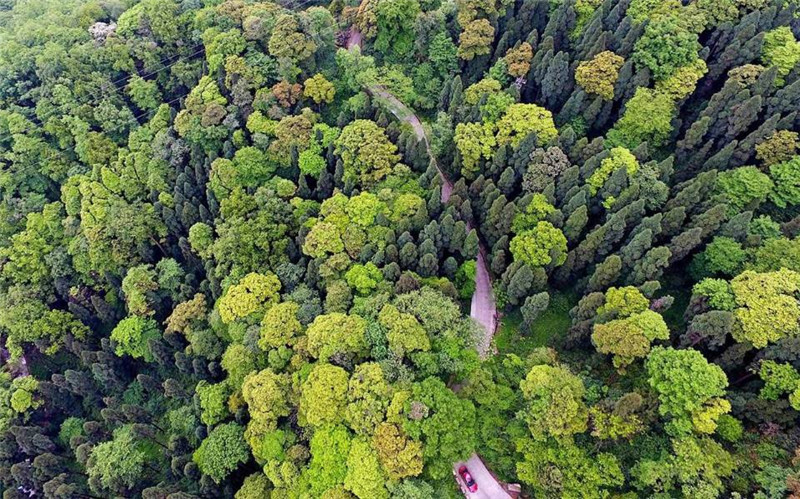 航拍林场 航拍林场