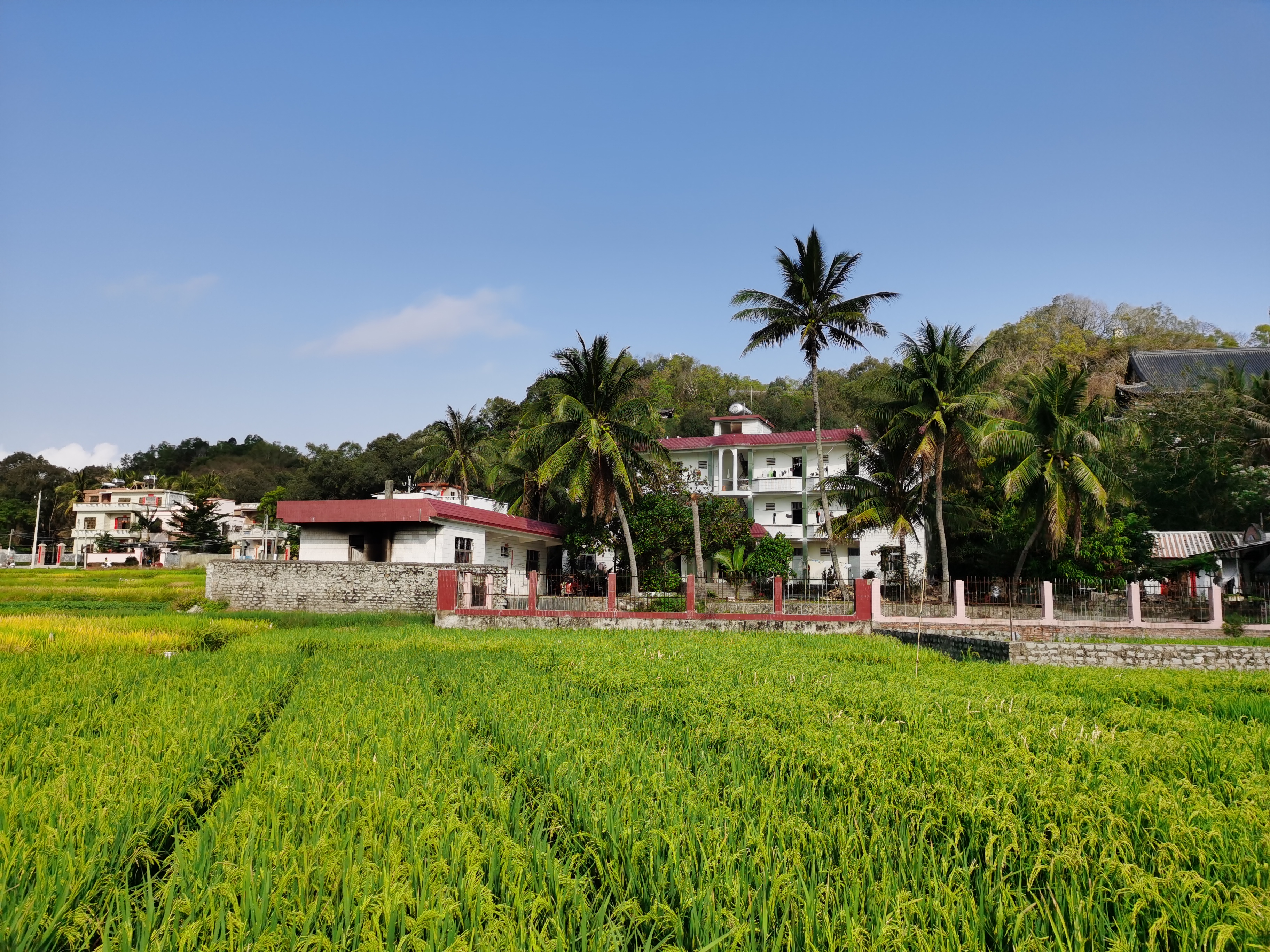 水稻灌浆 水稻灌浆