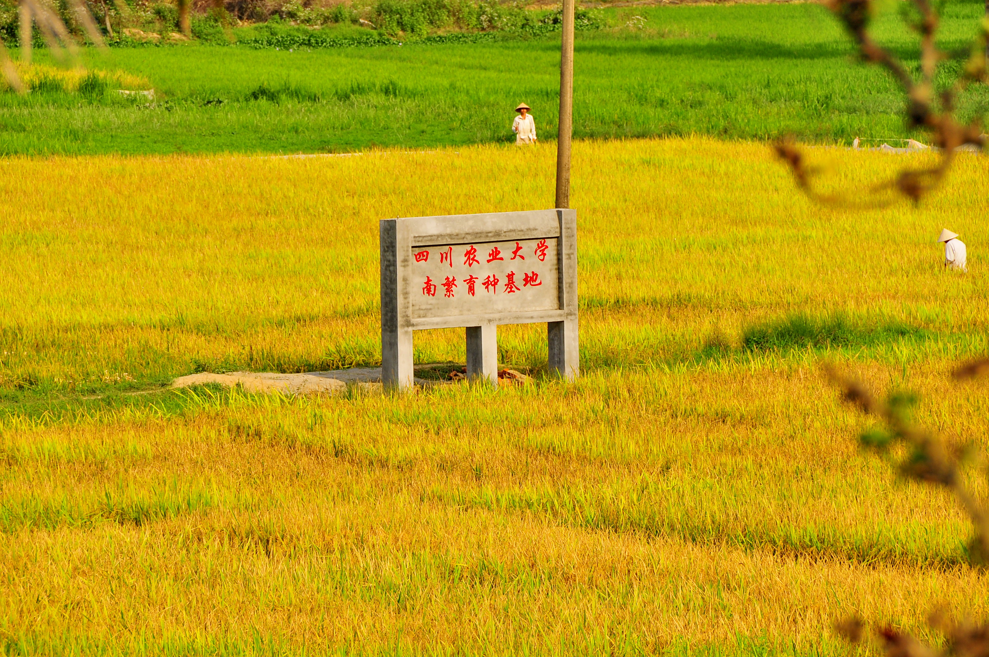 水稻成熟 水稻成熟